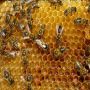 Ceara de albine - Albinele pe fagure - 2
