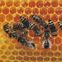 Mierea de albine - Albine pe fagurele cu miere - Produsele stupului - Produse Apicole