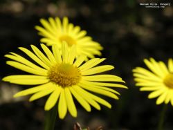 Trup frumos si suflet mort - tb mecsek yellow flower