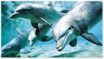Delfinul - Delfini - Zoologie - Delfinul este una dintre cele mai inteligente fiinte de pe Terra si face parte din familia cetaceelor, adica este un mamifer de mari dimensiuni care traieste sub apa...