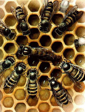 Istoric apicultura - Albine pe fagure