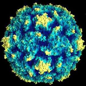 Polio-Virus